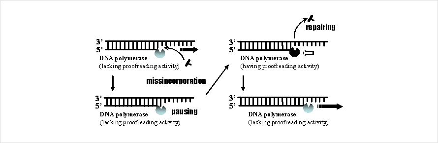proofreading polymerase pcr