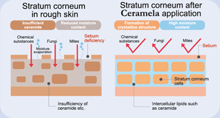Skin barrier functions