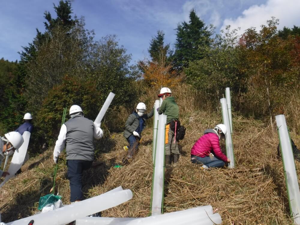 Putting covers preventing feeding damage by deer on saplings