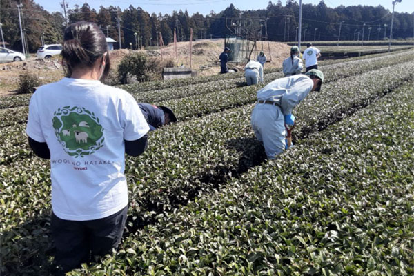Tea cultivation