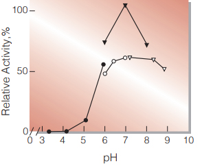 Fig.2. pH-Activity