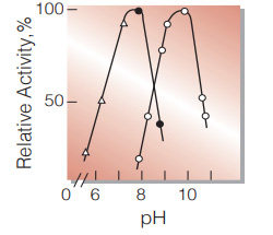 Fig.4. pH-Activity