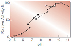 Fig.2. pH-Activity