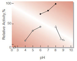 Fig.2. pH-Activity