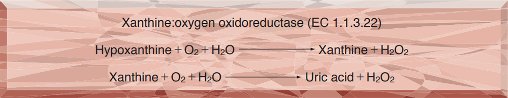 XANTHINE OXIDASE