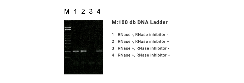 M:100 db DNA Ladder