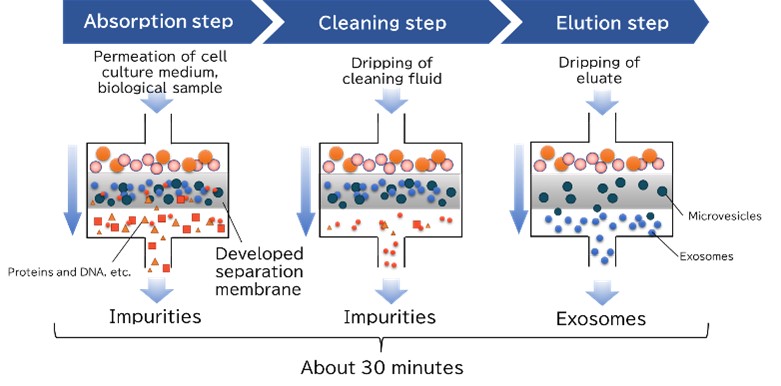 With the three steps of absorption, cleaning and elution, purified exosomes can be recovered