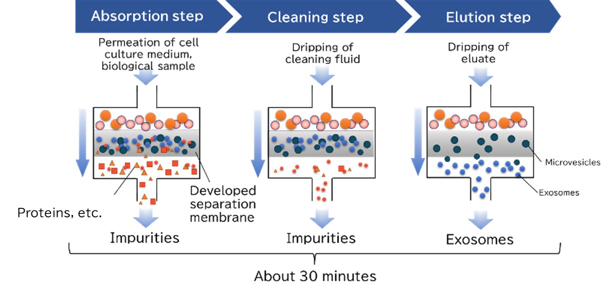 With the three steps of absorption, cleaning and elution, purified exosomes can be recovered
